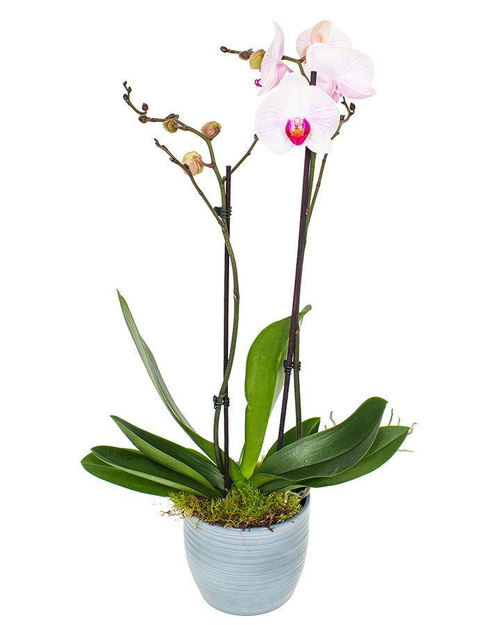 Phalaenopsis_v6