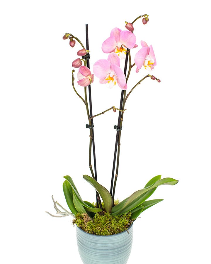 Phalaenopsis_v7