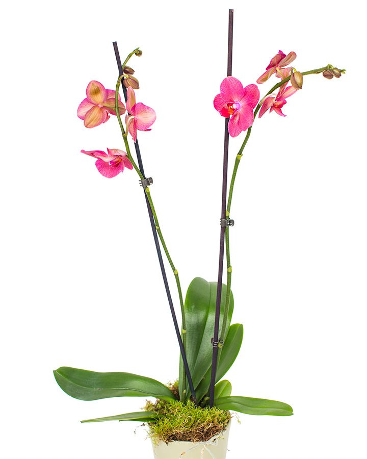 Phalaenopsis Orchid - Bright Pink