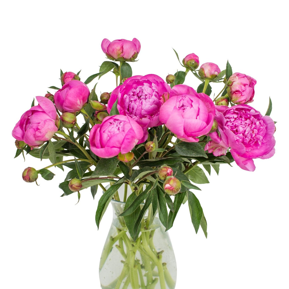 
                      
                        Peonies - Bright Pink
                      
                    