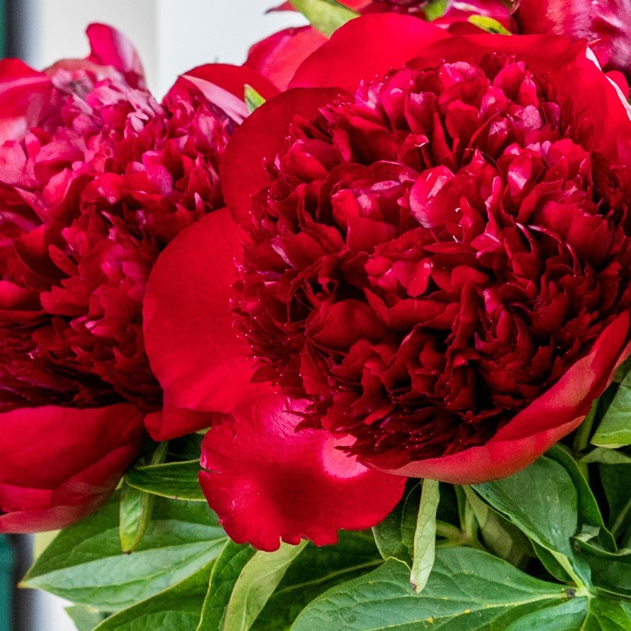 
                      
                        Red Peonies close up
                      
                    