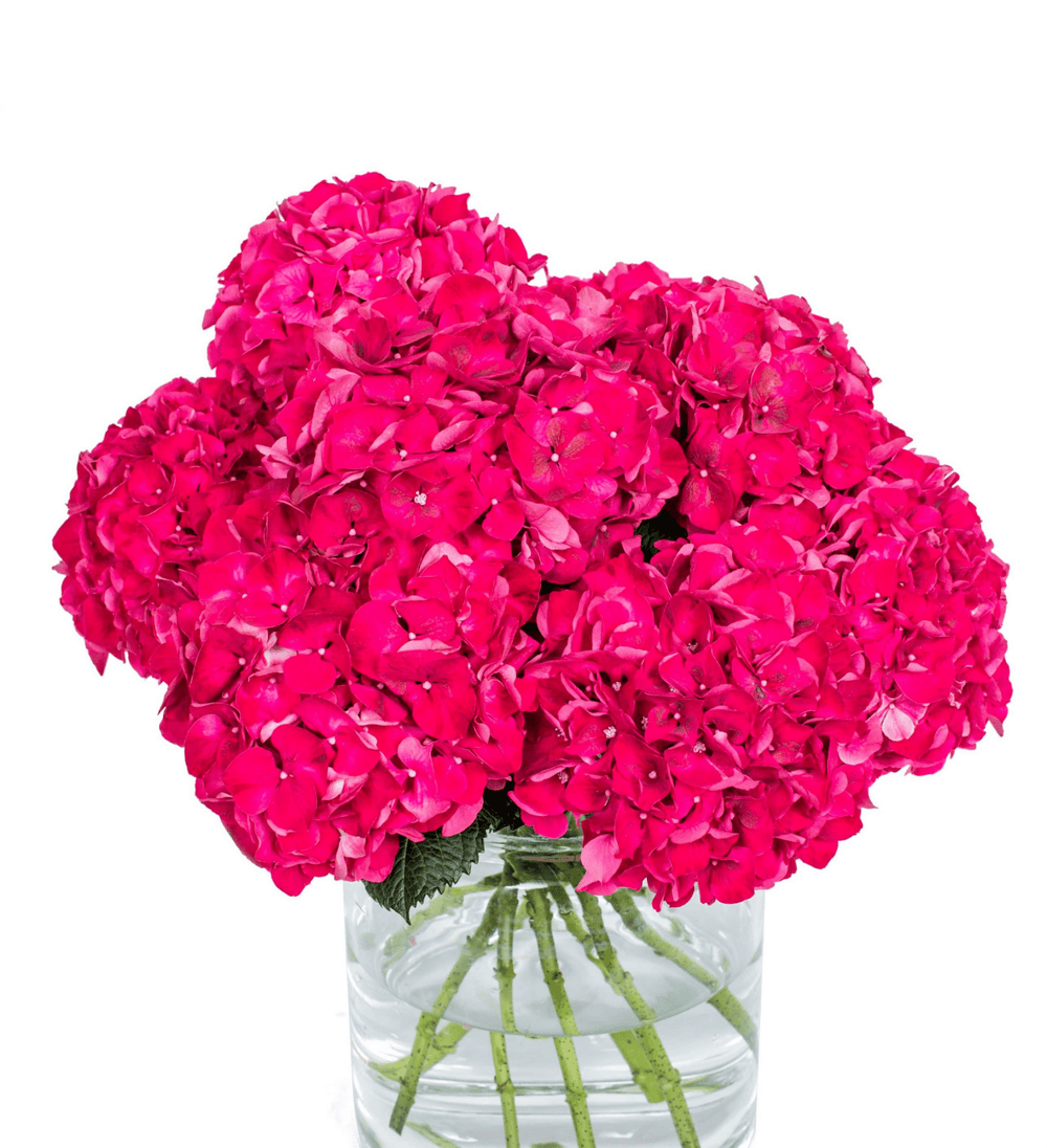 Hydrangea - Red