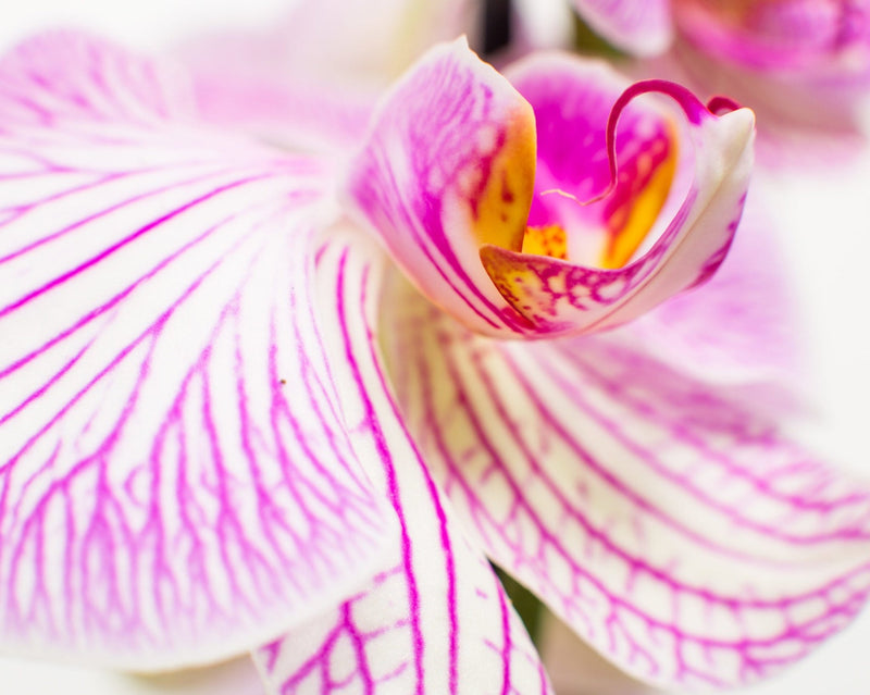Phalaenopsis Orchid Bouquets