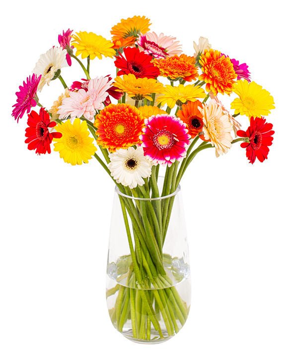 Subscription Flowers - Gerbera