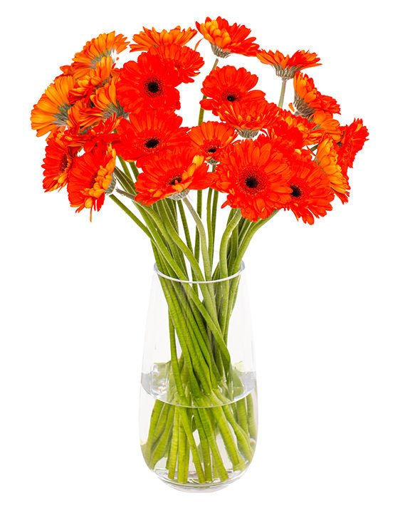Gerbera Mini - Bright Orange