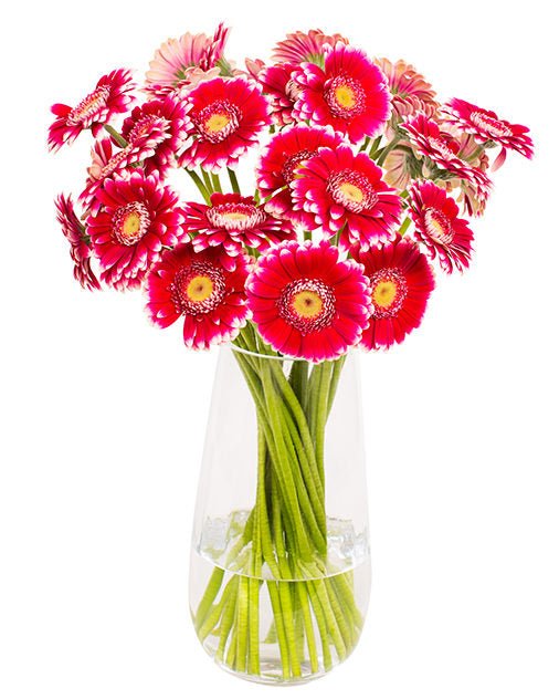 Gerbera Mini - Pink & Yellow Eyes