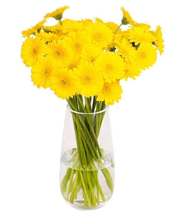 Gerbera Mini - Bright Yellow