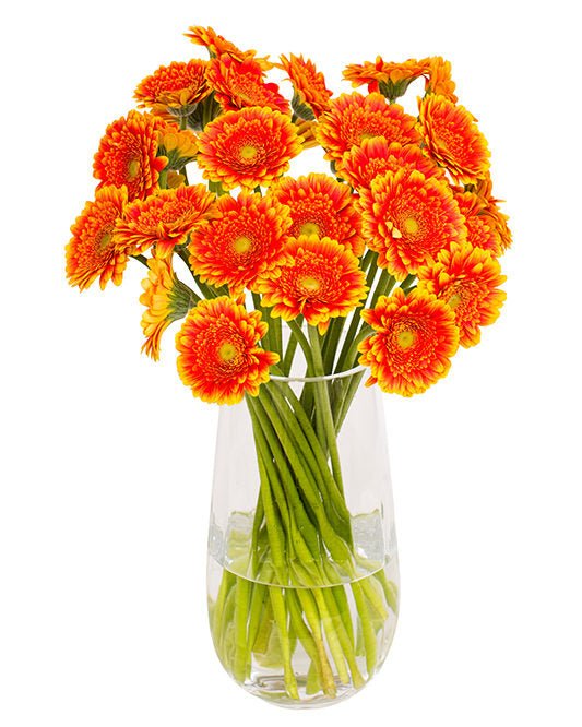 Gerbera Mini - Bright Orange & Yellow Eyes