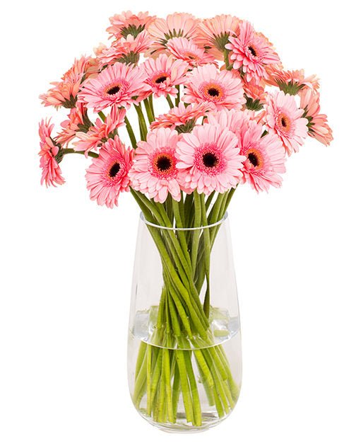 Gerbera Mini - Pink & Black Eyes