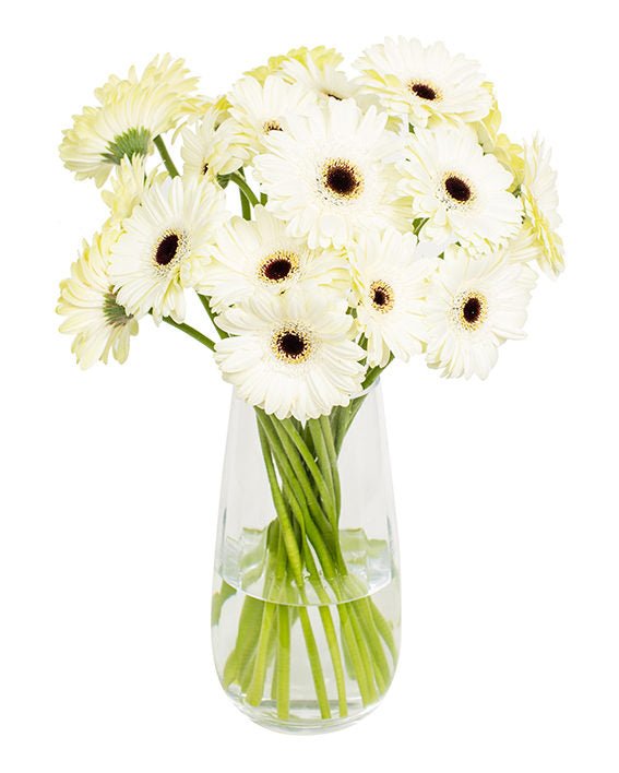 Gerbera Mini - White & Brown Eyes