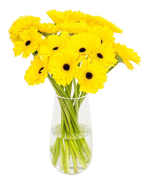 Gerbera - Yellow & Black Eyes