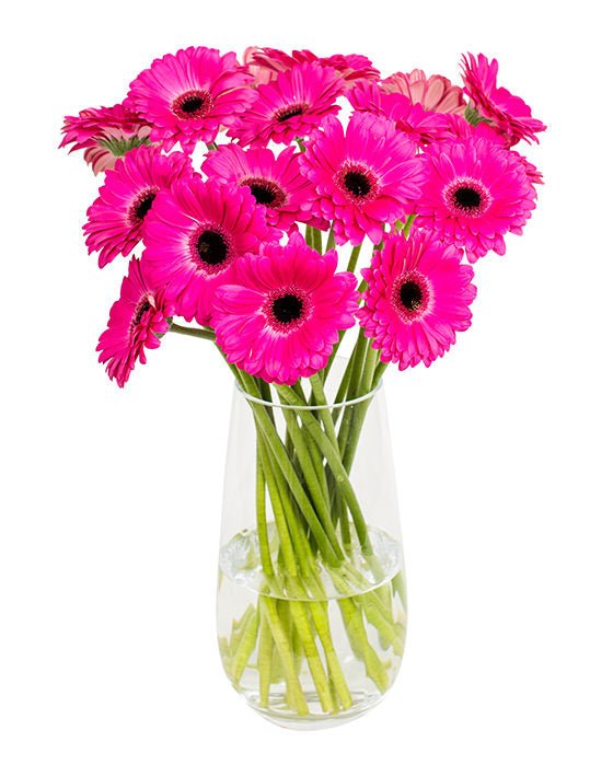 Gerbera - Pink & Black Eyes
