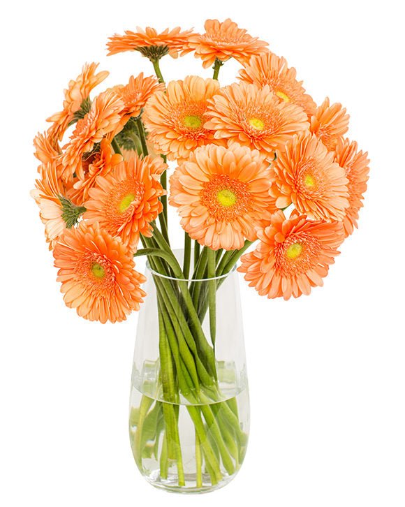 Gerbera - Orange & Yellow Eyes