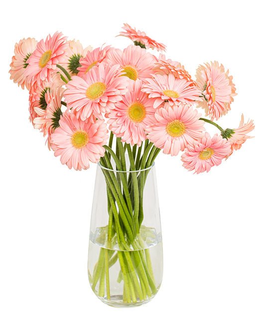 Gerbera Mini - Bright Pink