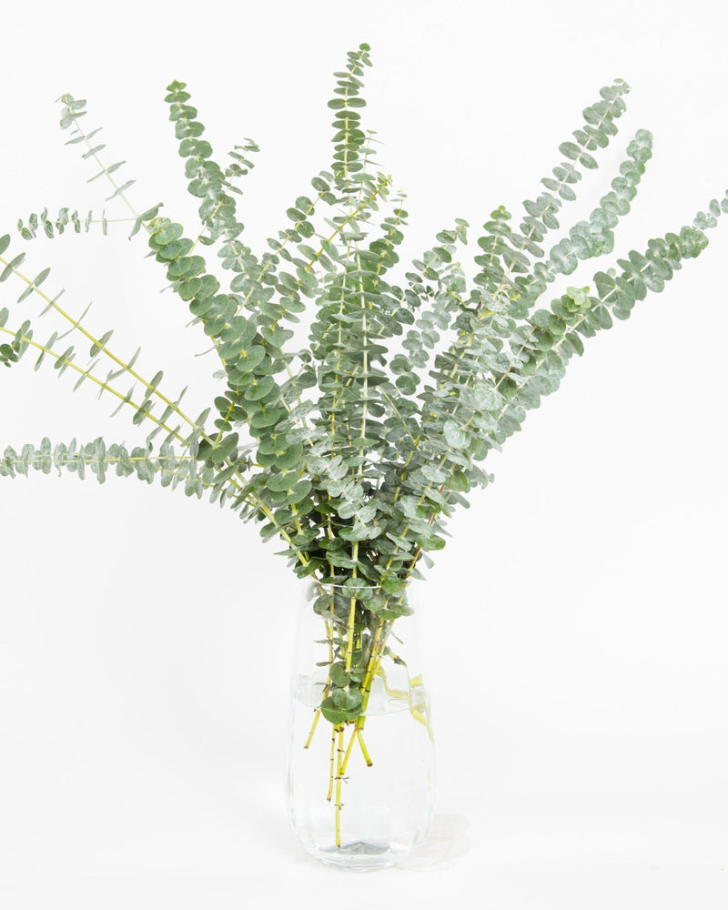 Eucalyptus Bouquets - Baby Blue