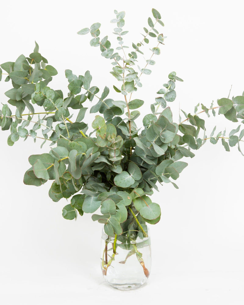 Eucalyptus Bouquets - Cinerea