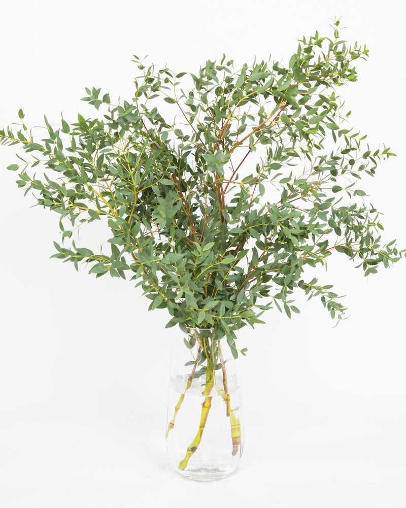 Eucalyptus Bouquets - Mixed