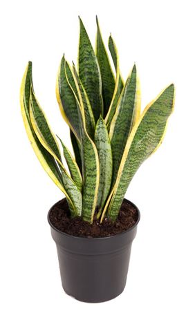 
                      
                        Sansevieria Laurentii - 55cm
                      
                    