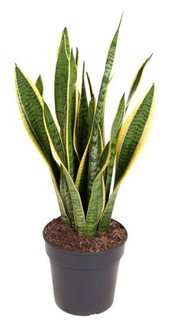 
                      
                        Sansevieria Laurentii - 60cm
                      
                    