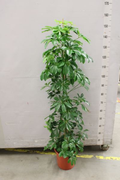 
                      
                        Schefflera Arboricola - Compaca - 150cm
                      
                    