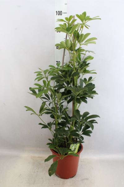 
                      
                        Schefflera Arboricola - Compaca - 90cm
                      
                    