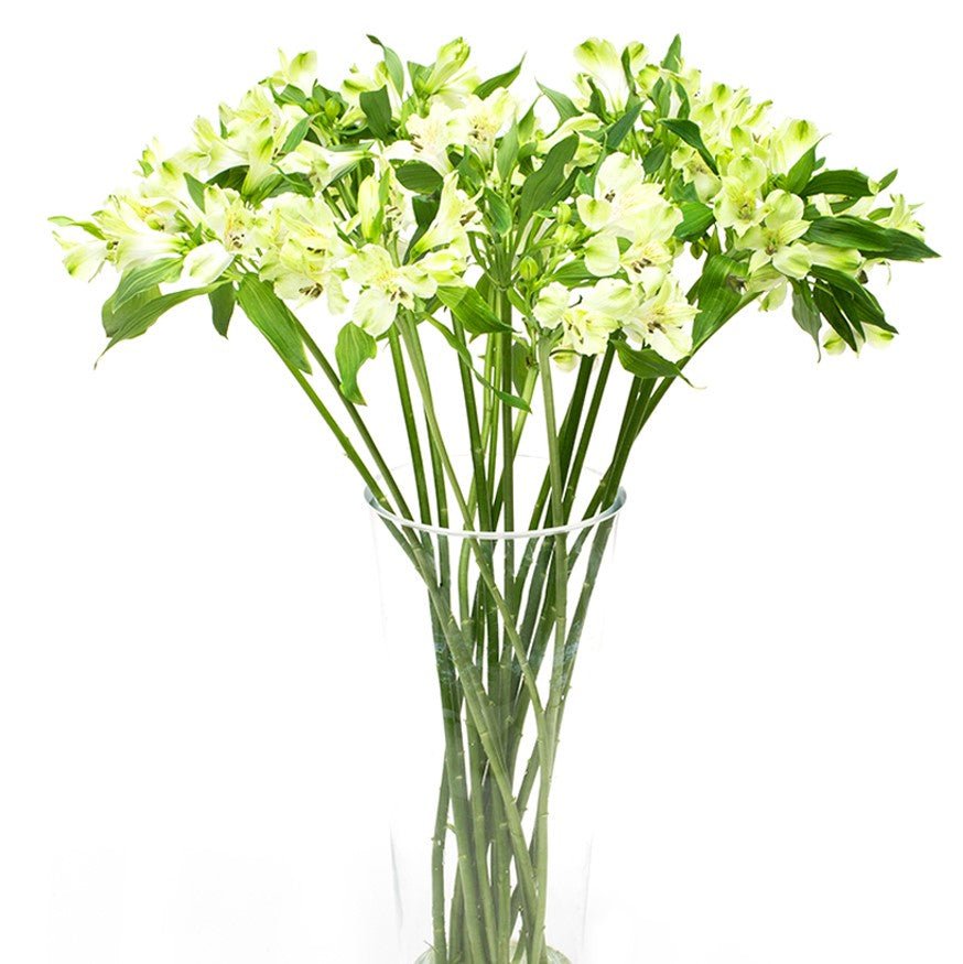 
                      
                        Square - Alstroemeria Green
                      
                    