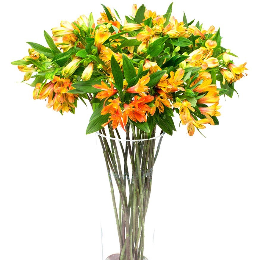 
                      
                        Square - Alstroemeria Orange
                      
                    