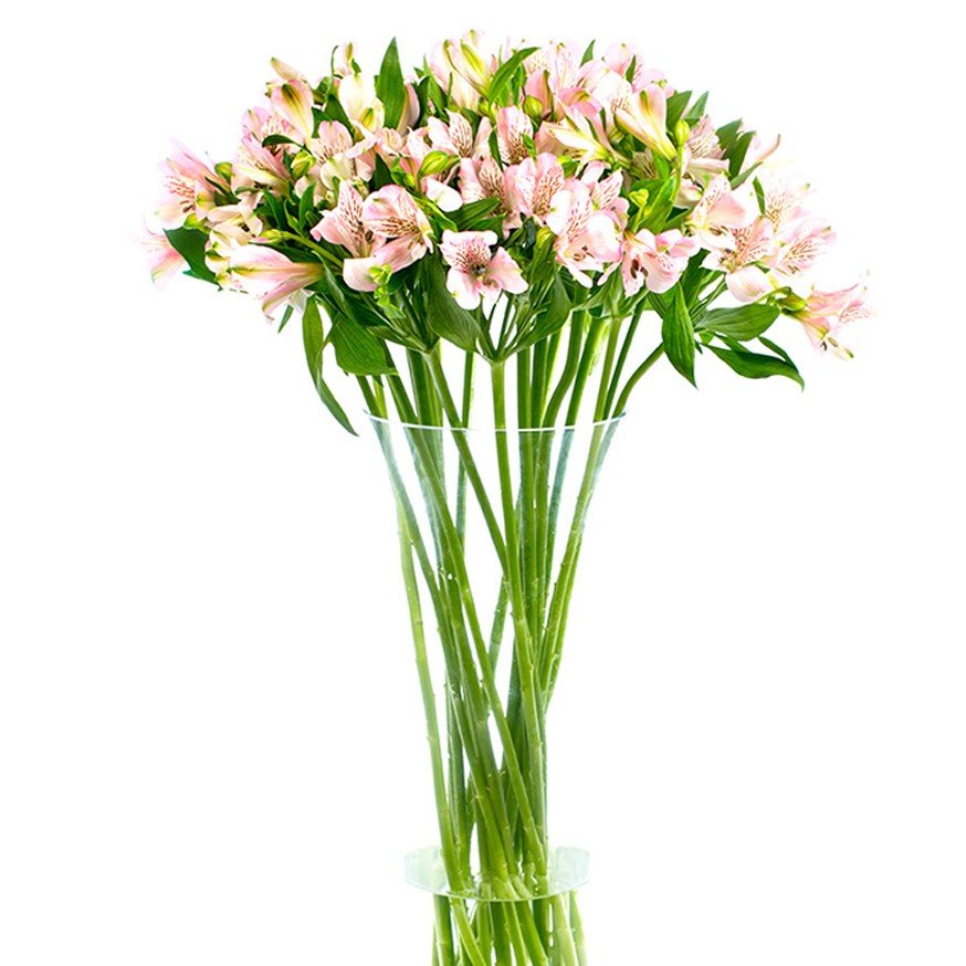 Square - Alstroemeria Pink