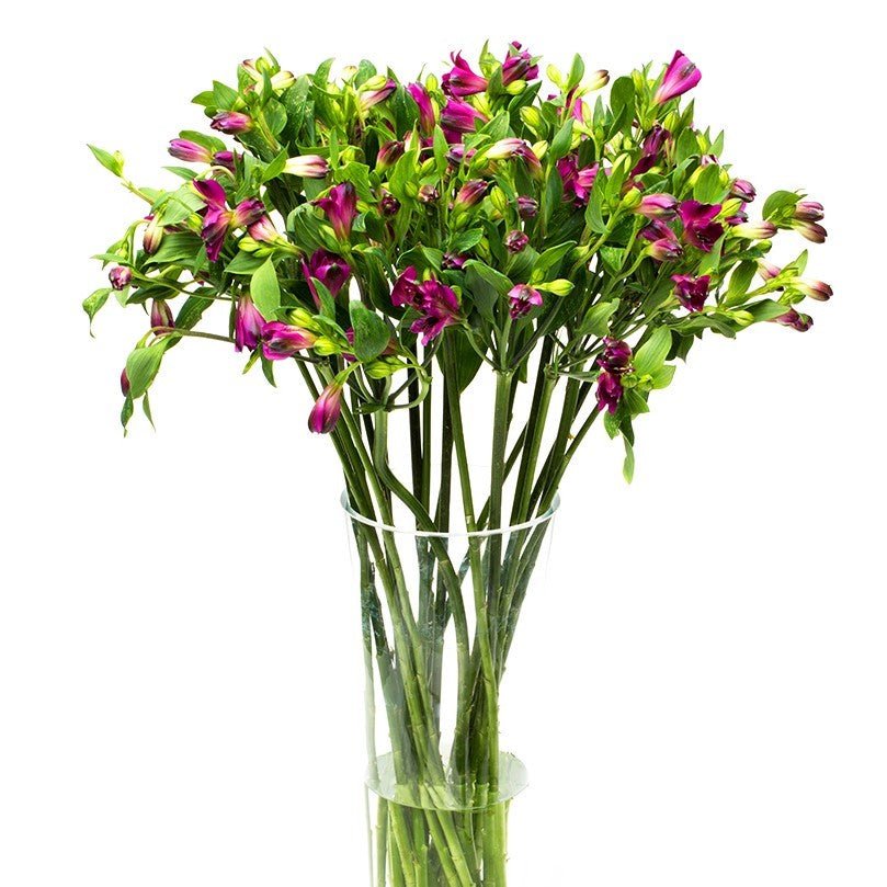 
                      
                        Square - Alstroemeria Purple
                      
                    