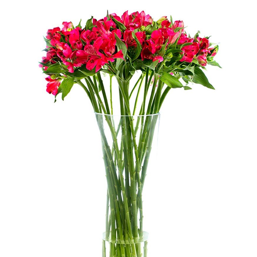 Square - Alstroemeria Red