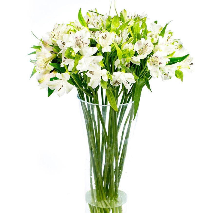 
                      
                        Square - Alstroemeria White
                      
                    