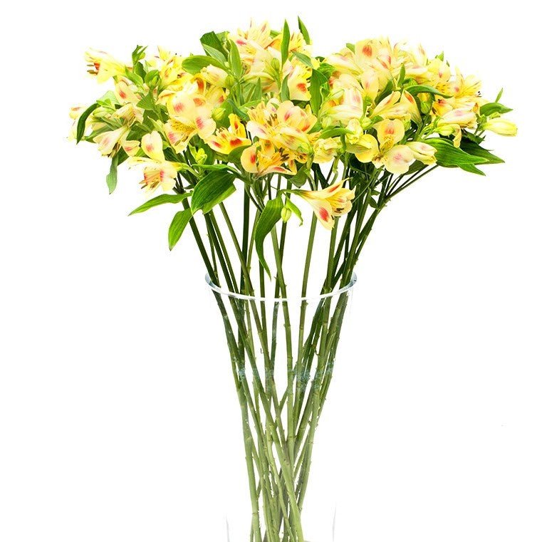 Alstroemeria - Yellow