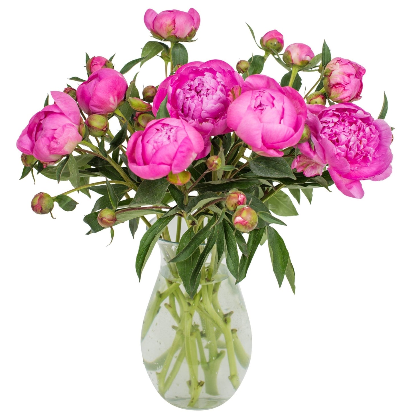 Square - Bright Pink Peonies