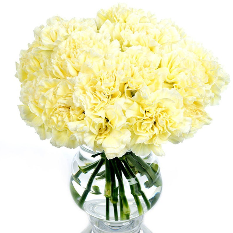 Carnations - Cream