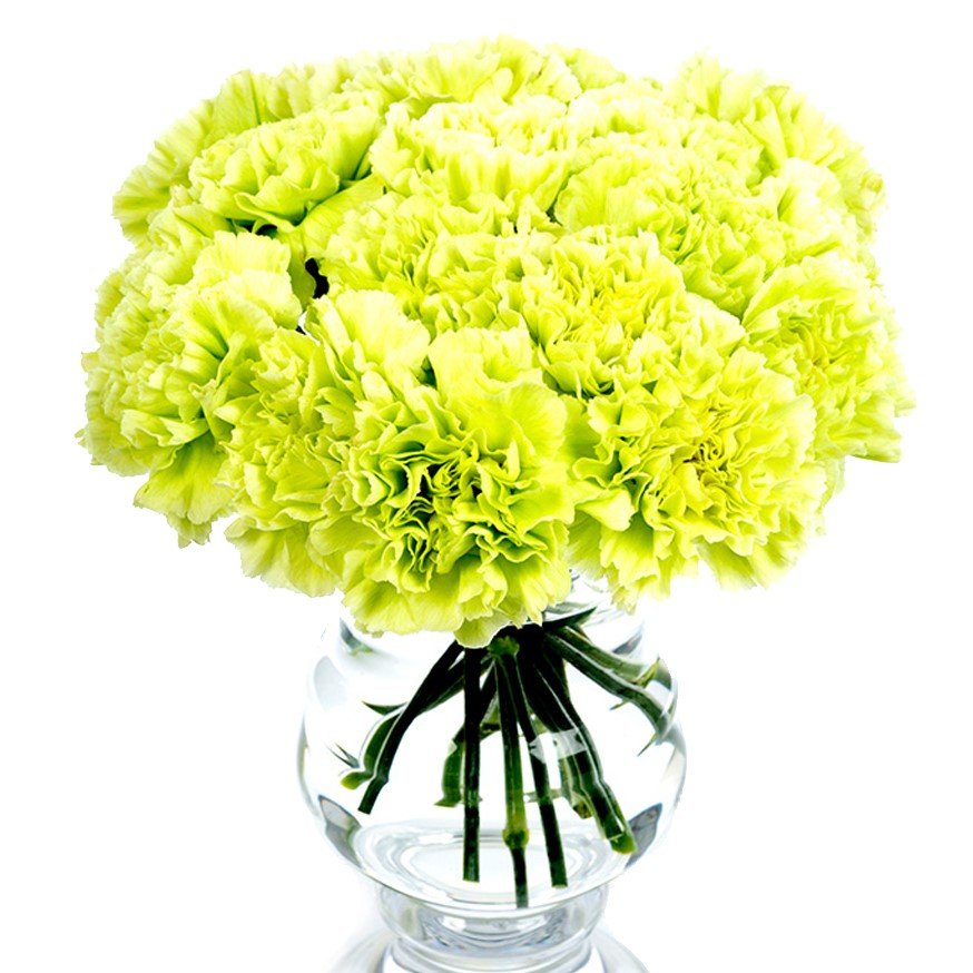 
                      
                        Square - Carnations - Green
                      
                    