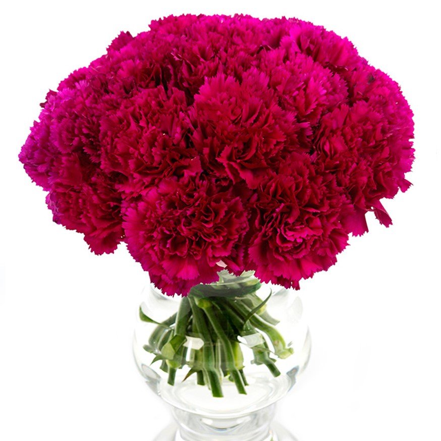 
                      
                        Square - Carnations - Magenta
                      
                    