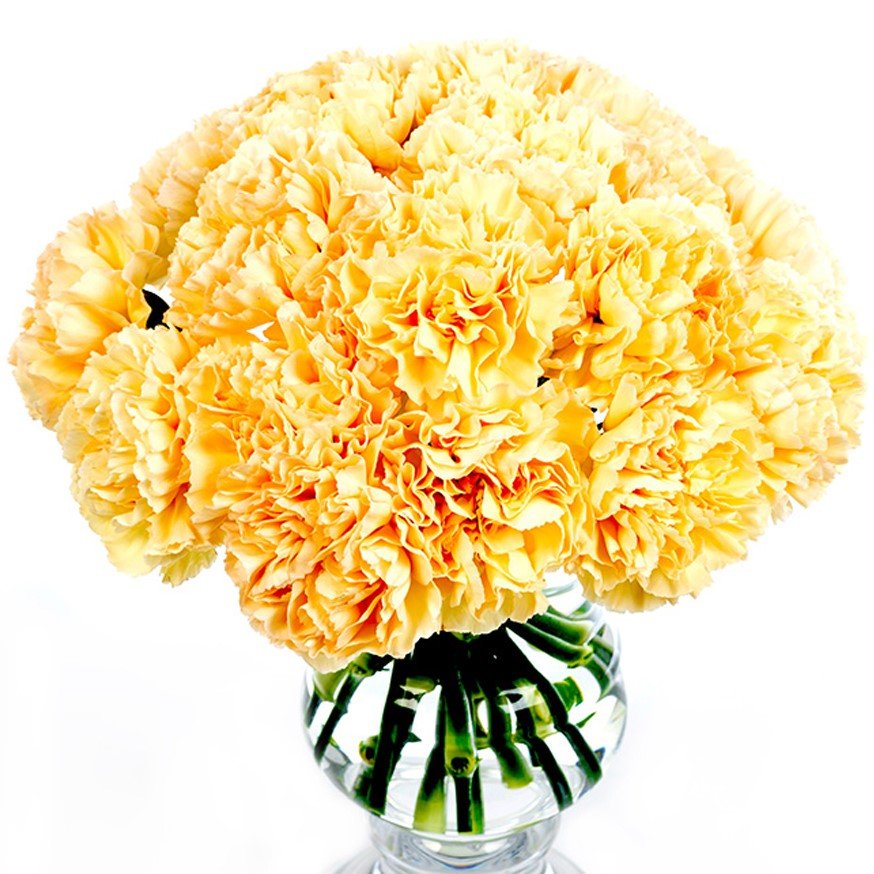 Send Carnations Peach Carnations | Send Peach Carnations | Flowers by Flourish