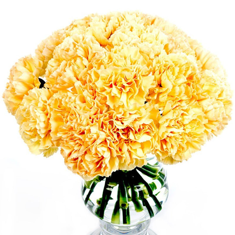 Carnations - Peach