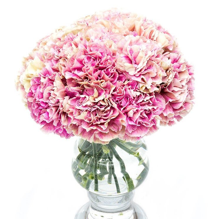 
                      
                        Square - Carnations - Pink Mottled
                      
                    