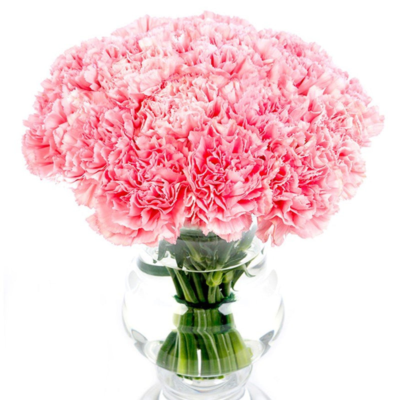 Carnations - Pink