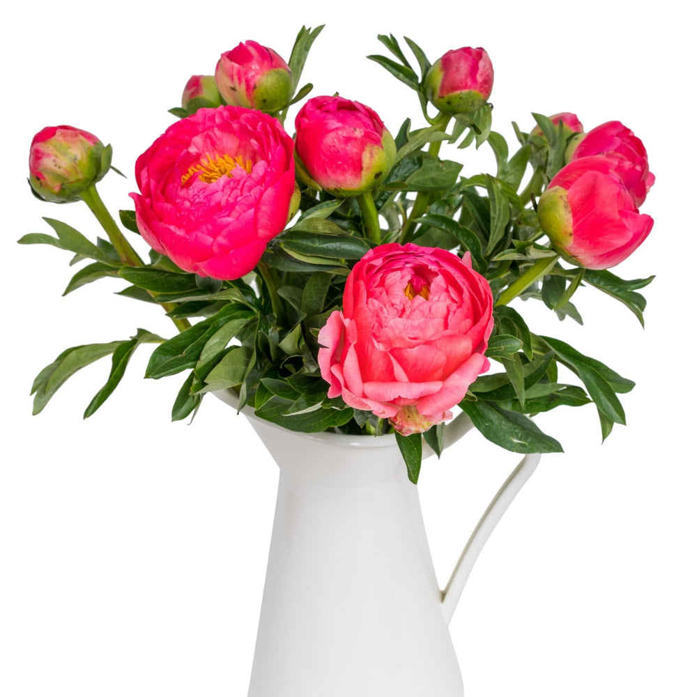 
                      
                        Square - Coral Peonies
                      
                    