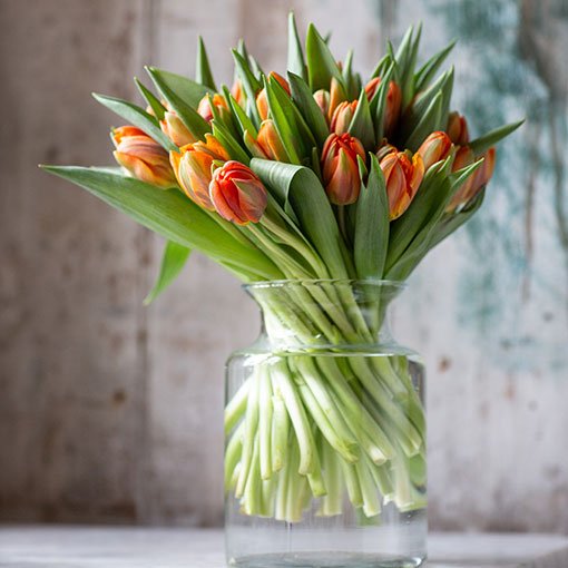 
                      
                        Square---Double---Orange-Tulips
                      
                    