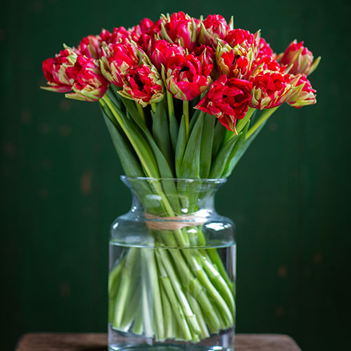 
                      
                        Square---Double---Red-Tulips
                      
                    