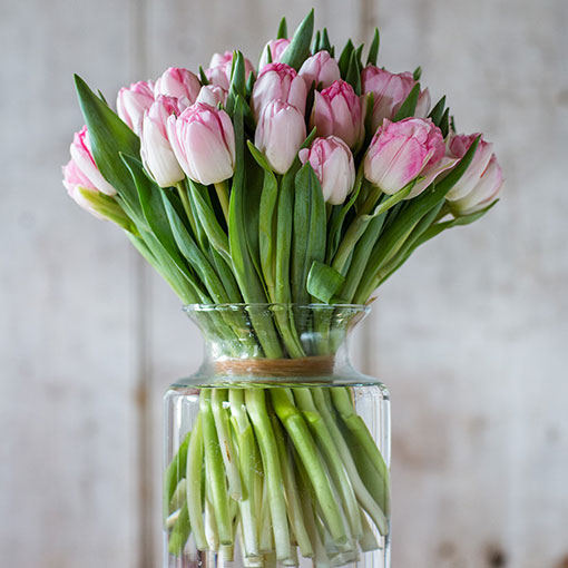 
                      
                        Square---Double---Soft-Pink-Tulips
                      
                    