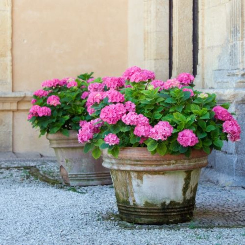 Outdoor Plant Subscriptions - Ongoing