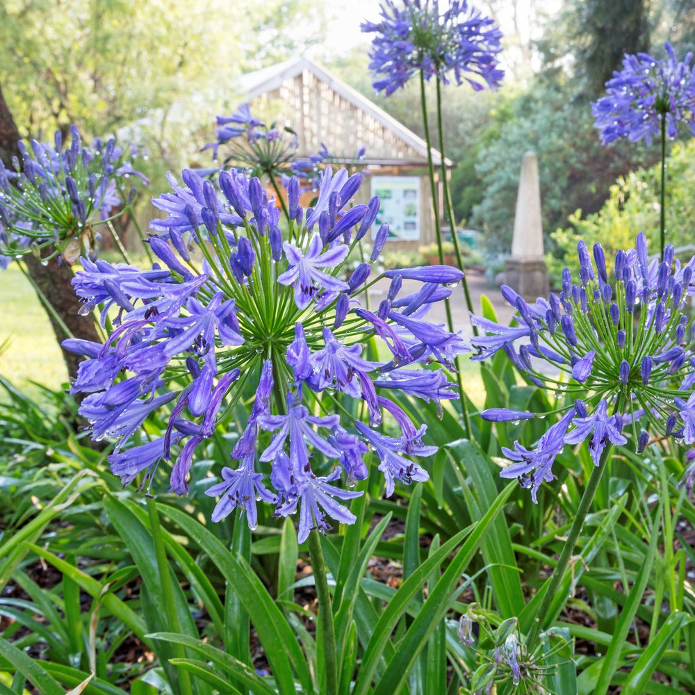 
                      
                        African Lily
                      
                    