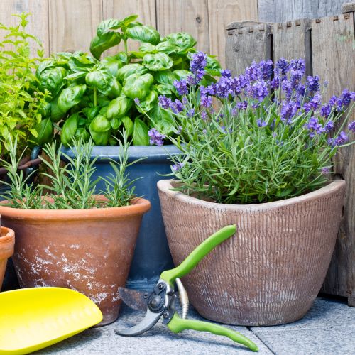 Outdoor Plant Subscriptions - 3 Months