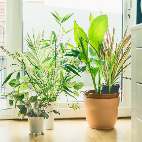 Indoor Plant Subscriptions - Ongoing