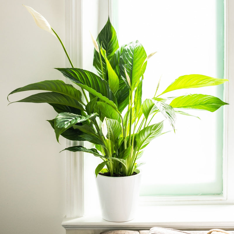 House Plants - Spathyphillum - Peace Lily Plant