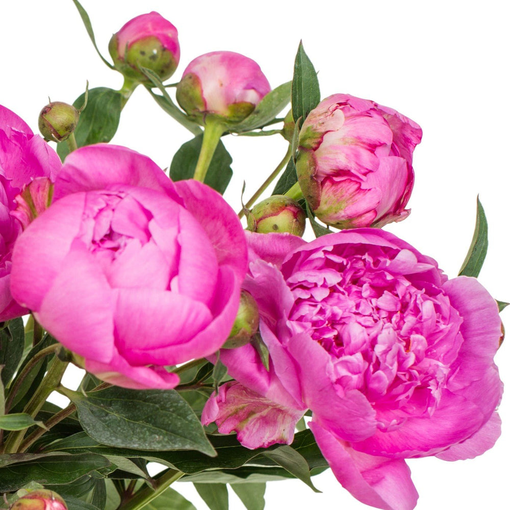 
                      
                        Square Pink Peonies Close up
                      
                    